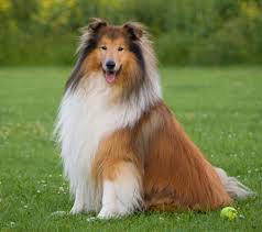 Image result for Collie