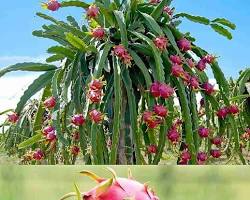 Image of Dragon Fruit Seed