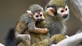 Newborn Squirrel Monkey at Brookfield Zoo