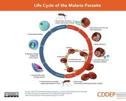 صورة Malaria life cycle