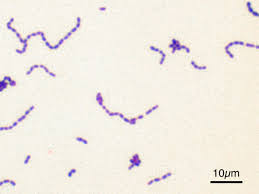 Resultat d'imatges de bacteris microscopics