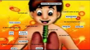 Resultado de imagen para Que es el sistema respiratorio