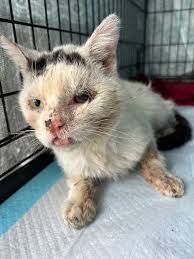 Blind & Deaf Kitty Is Suffering From Fractured Jaw & Broken Teeth After Years Of Being Overlooked On The Streets...⁠ DONATE: https://bit.ly/3BODIxj Meet our #CatOfTheWeek, Silky. All Silky wants is warmth and
