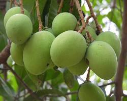 Image of Neelam mango variety