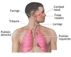 Resultado de imagen de aparato respiratorio