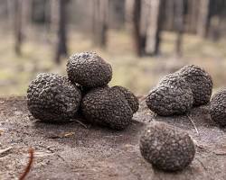 Image of Black truffle