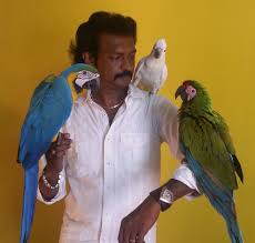 Image result for baby macaw parrot for sale