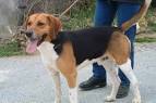 Beagle - L avis du vtrinaire - Choisir son chien