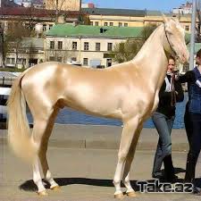 Картинки по запросу MARAQLI TEMA