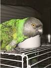 virtual villagers 2 parrots talking like humans do mp3