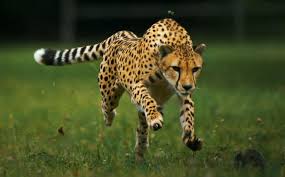 Image result for cheetah