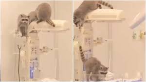 Descartaron autoridades riesgos por mapaches en Issste de Acapulco