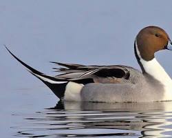 Image of Northern Pintail