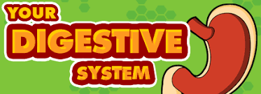 Resultado de imagen de digestive system for kid