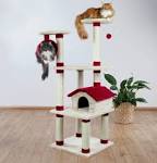 Barry, le Saint-Bernard: le chien devenu hros - SWI