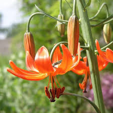 Billedresultat for lilium