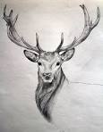 How to Draw a Deer Hea Buck, Dear Hea Step by Step, Realistic