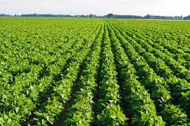 Image result for soybeans