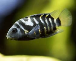 Cichlazoma