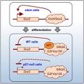 SOXcontrols tumour initiation and cancer stem-cell