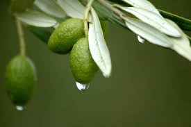 olive ile ilgili görsel sonucu