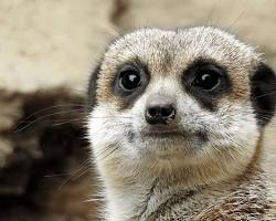 meerkat closeupの画像