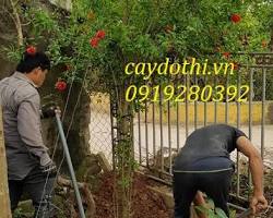 Hình ảnh về Cây lựu  Cây bụi