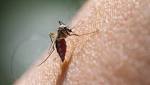  WHO Warns Against The Health Risks Of Dengue Vaccine: 6 Ways To Protect You From Dengue