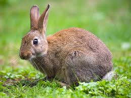 Image result for RABBIT