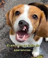 ✨ La verdadera belleza no está en lo que ves, sino en lo ...