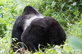 Image result for picture of mountain gorilla