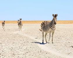 Zebras in Kgalagadi Transfrontier Park