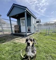New Tiny Home Village for Shelter Dogs Opens — And Is ...