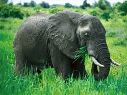 Resultado de imagen para ELEFANTE