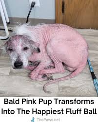 I Love - When rescuers found Willow, a sunburned pup huddled ...