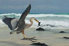 Resultado de imagen para historia documental  de la isla galapagos