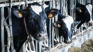Trend Google: agricoltore
