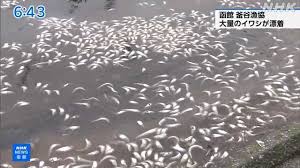 NHK - News update