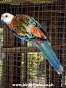 2 parrots singing and talking parrots cursing toddler