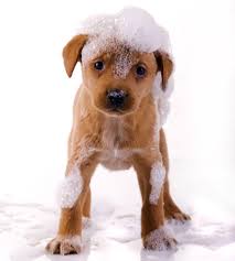 Resultado de imagen para PERRO