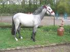 Recherche a louer lyon pas cher poney