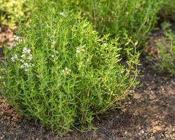 Image of Cultivated thyme plant