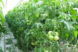 GREENHOUSE VEGETABLES ile ilgili görsel sonucu