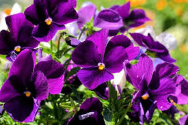 Image result for dark purple flower