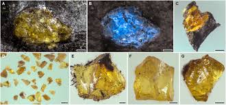 A new record holder for the world's oldest amber discovered in China