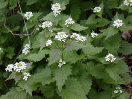 Image result for garlic mustard