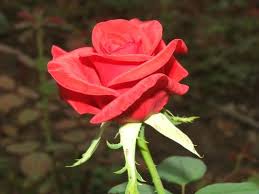 Резултат слика за cvet