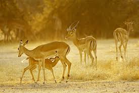 Image result for ruaha park