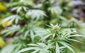 Resultado de imagen de Legalization