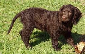    American Water Spaniel σκύλος...